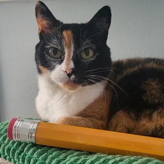 Carma the calico cat, lying on a green cushion beside a giant pencil