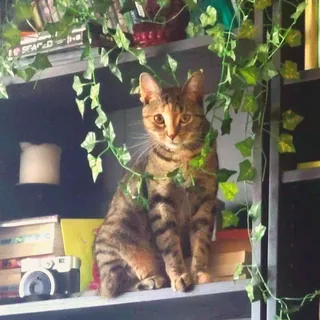 Lillian the cat