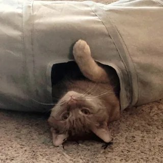 Reuban the cat